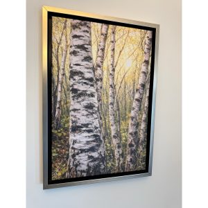 Golden Birch Light - Silver Frame included